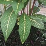 Sanchezia nobilis Folha