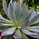 Echeveria affinis Агульны выгляд