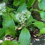 Cornus alternifolia Blomma