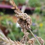 Lavandula pinnata Fruit