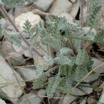 Achillea nana Fuelha