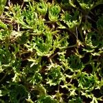 Saxifraga canaliculata Hábito