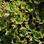 Saxifraga canaliculata Plante entière