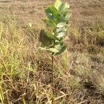 Asclepias latifolia ᱛᱟᱦᱮᱸ