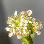 Lepidium hirtum 花