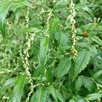 Persicaria hydropiper পাতা