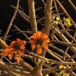 Erythrina caffra പുഷ്പം
