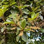 Clethra hondurensis Leaf