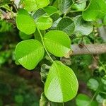 Dalbergia melanoxylon Лист