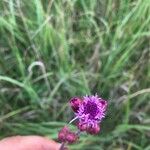 Liatris aspera Flower