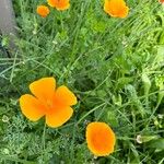 Eschscholzia caespitosa Virág