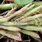 Indigofera hendecaphylla Costuma