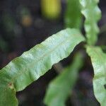 Elaphoglossum succubus Frunză