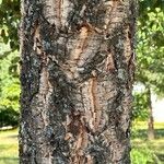 Quercus suber Bark