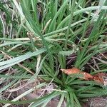 Plantago maritima പുറംതൊലി