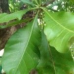 Careya arborea पत्ता