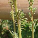 Reseda alba Hoja