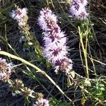 Mentha pulegium Leaf