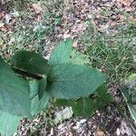 Verbascum chaixii Liść