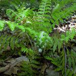 Polystichum braunii Likasa