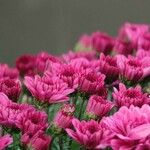 Chrysanthemum indicum Other