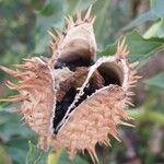 Datura stramonium Плід