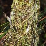 Taeniophyllum oreophilum Casca