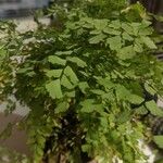 Adiantum capillus-venerisपत्ता