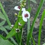 Sagittaria sagittifolia फूल