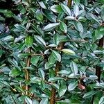 Cotoneaster dammeri List