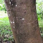 Lysidice rhodostegia 樹皮