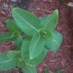 Asclepias purpurascens Leaf