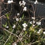 Symphoricarpos albus Fruchs