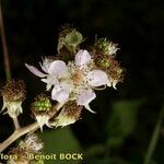 Rubus questieri Flower
