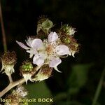 Rubus questieri Blomma