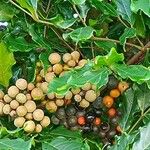 Leea guineensis Fruit
