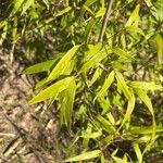 Chimonobambusa hejiangensis Leaf