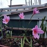 Zephyranthes rosea Flower
