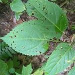 Collinsonia canadensis Hoja