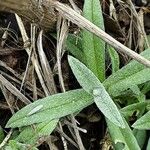 Cerastium tomentosum Leaf