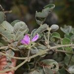 Galactia argentea Flower