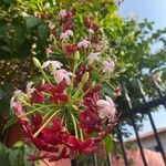 Combretum indicum Flower