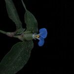 Commelina maculata عادت