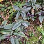 Strobilanthes auriculataبرگ