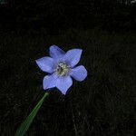 Cipura campanulata 花