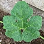 Cucurbita ficifoliaFeuille