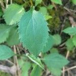 Solidago flexicaulis Blad