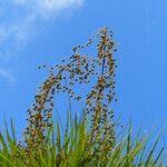 Copernicia alba Fruto
