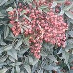 Nandina domesticaFruit