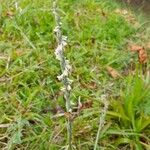 Spiranthes spiralis Flor